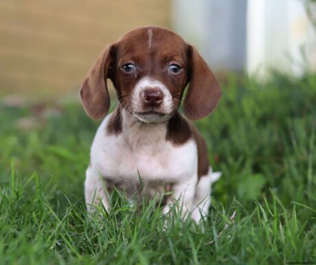 Dachshund puppies michigan/dachshund puppies for sale michigan