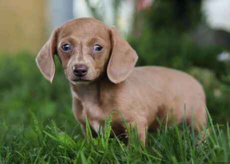 Miniature dachshund/Miniature dachshund for sale