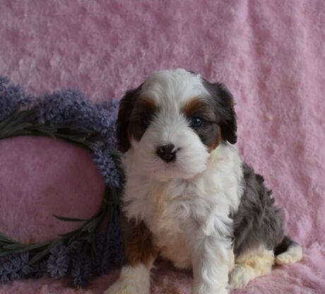 cavapoo puppies for sale florida/cavapoo puppies florida