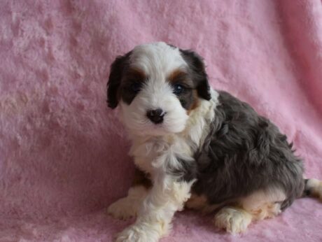 cavapoo puppies for sale florida/cavapoo puppies florida