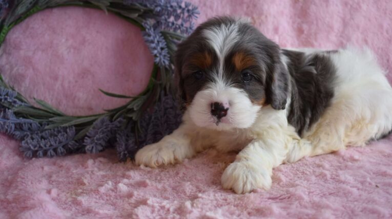 cavapoo puppy/cavapoo puppies for sale near me