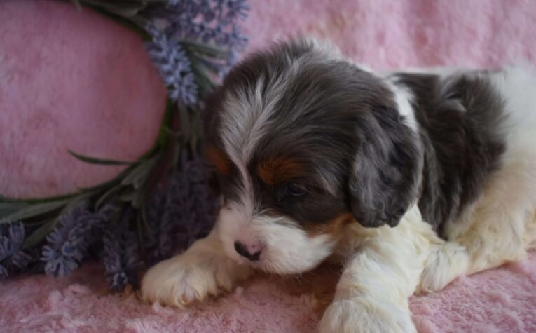 cavapoo puppy/cavapoo puppies for sale near me