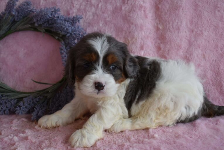 cavapoo puppy/cavapoo puppies for sale near me