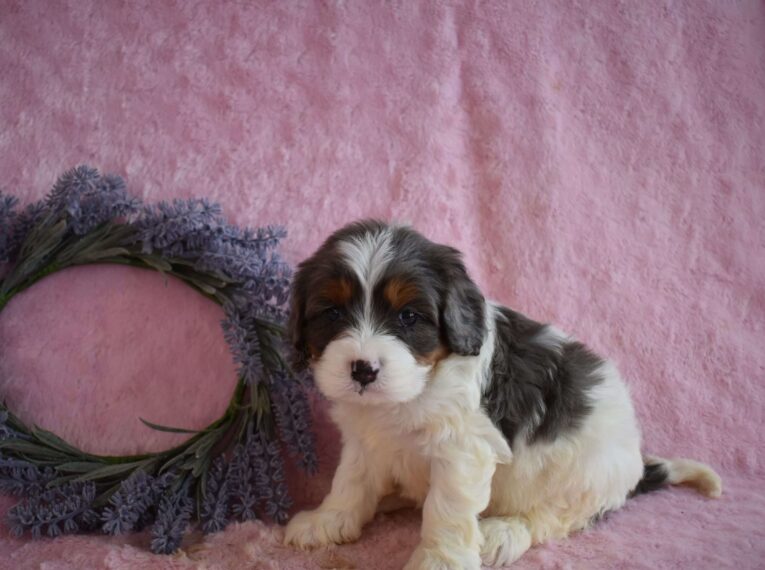 cavapoo puppy/cavapoo puppies for sale near me