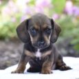 mini wire haired dachshund/Dachshund puppies NC