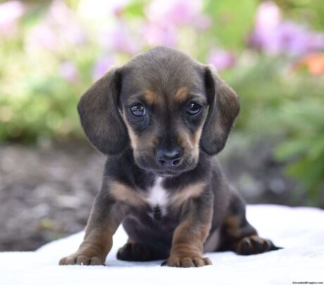 mini wire haired dachshund/Dachshund puppies NC