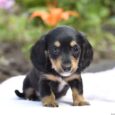 piebald dachshund/dapple piebald dachshund