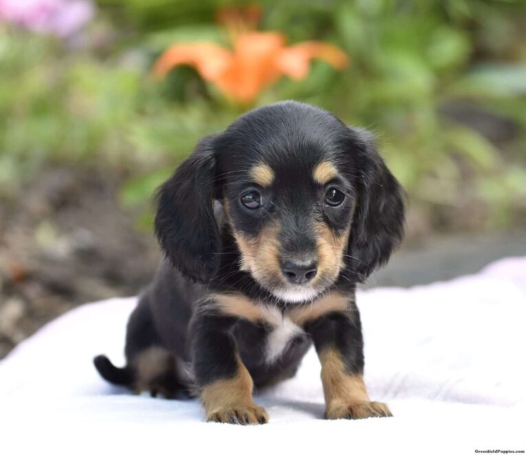 piebald dachshund/dapple piebald dachshund