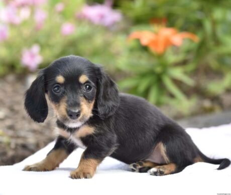 piebald dachshund/dapple piebald dachshund