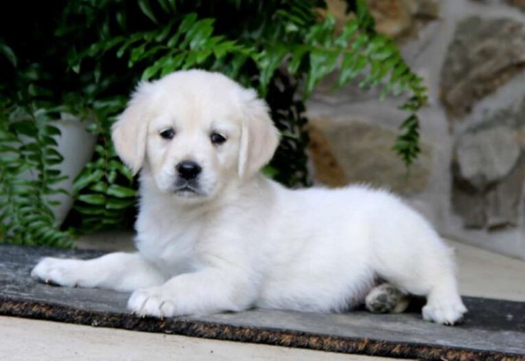 golden retriever puppies/shamrock golden retriever puppy