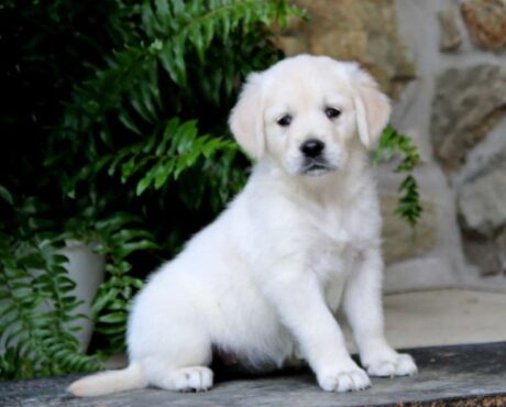 golden retriever puppies/shamrock golden retriever puppy