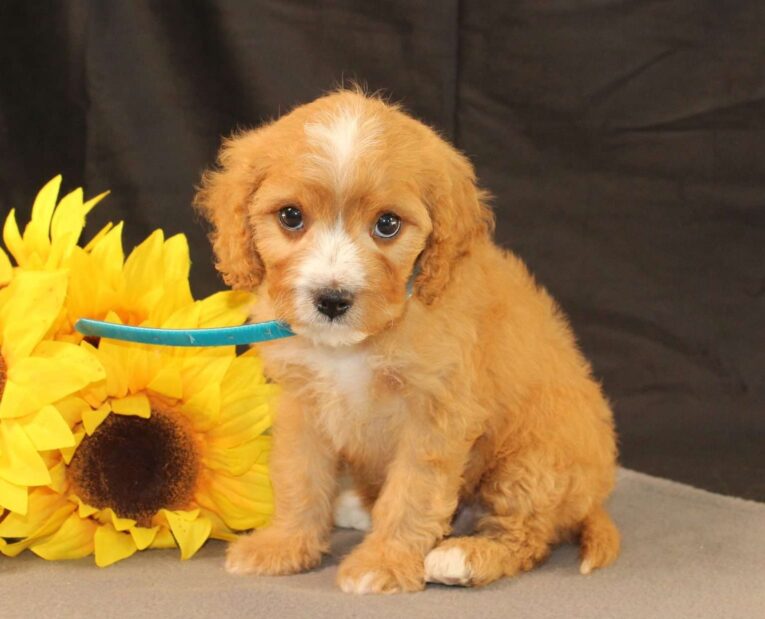 cavapoo puppies mn/cavapoo puppies for sale mn