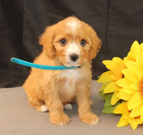 cavapoo puppies mn/cavapoo puppies for sale mn