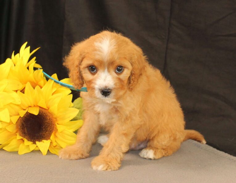 cavapoo puppies mn/cavapoo puppies for sale mn