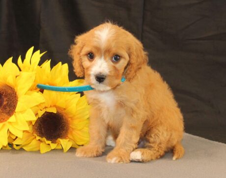 cavapoo puppies mn/cavapoo puppies for sale mn