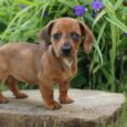 cream mini dachshund