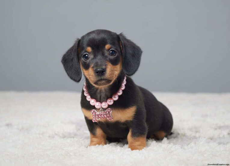miniature dachshund puppies/Dapple dachshund puppy for sale