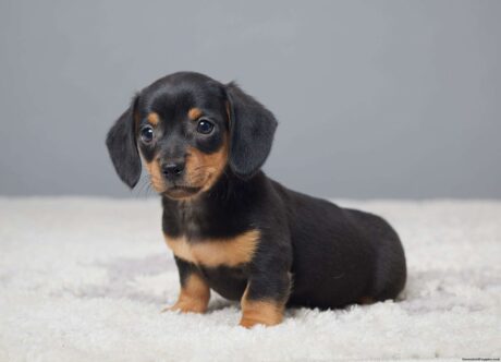 miniature dachshund puppies/Dapple dachshund puppy for sale