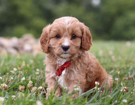 cavapoo puppies florida/cavapoo puppies for sale los angeles