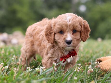 cavapoo puppies florida/cavapoo puppies for sale los angeles