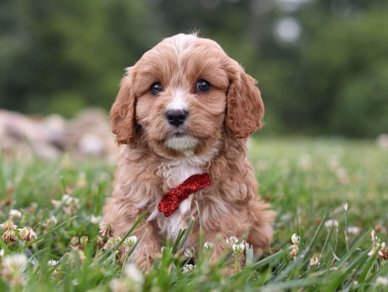 cavapoo puppies florida/cavapoo puppies for sale los angeles