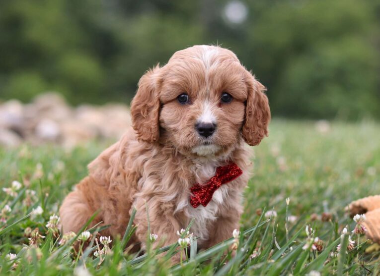 cavapoo puppies florida/cavapoo puppies for sale los angeles