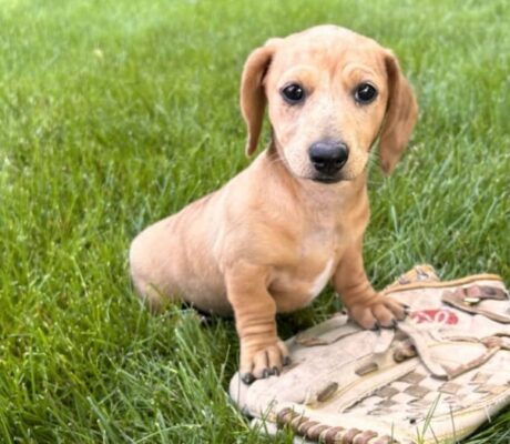 mini cream dachshund/Dachshund puppies for sale Ohio