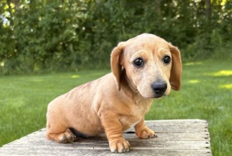 mini cream dachshund/Dachshund puppies for sale Ohio