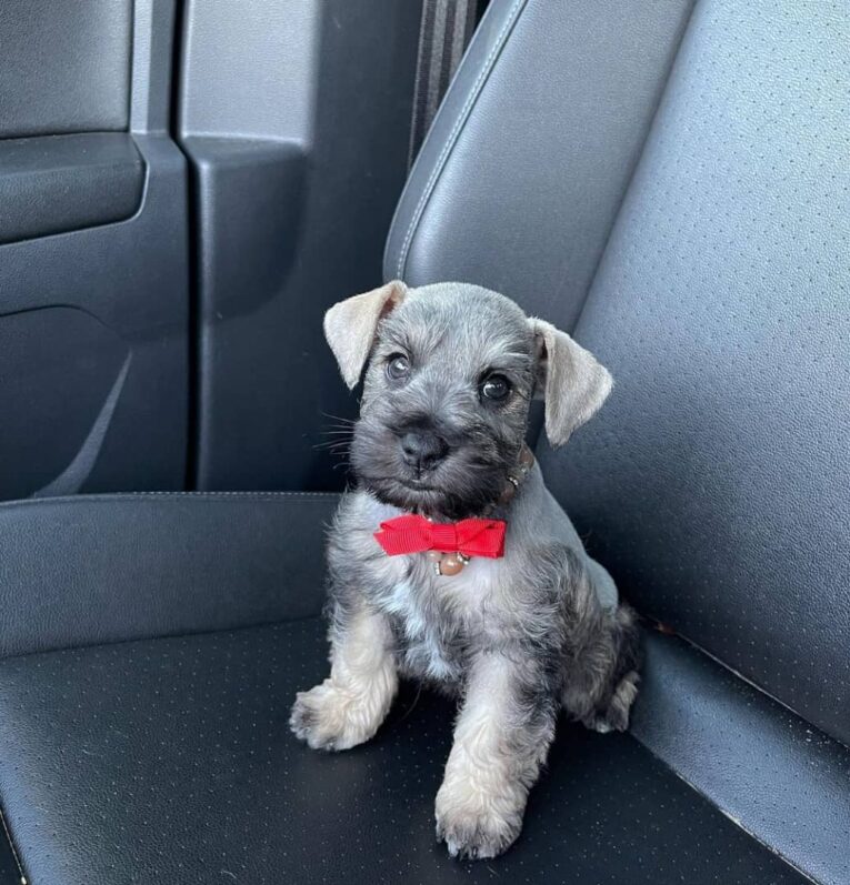 Schnauzers-for-sale1