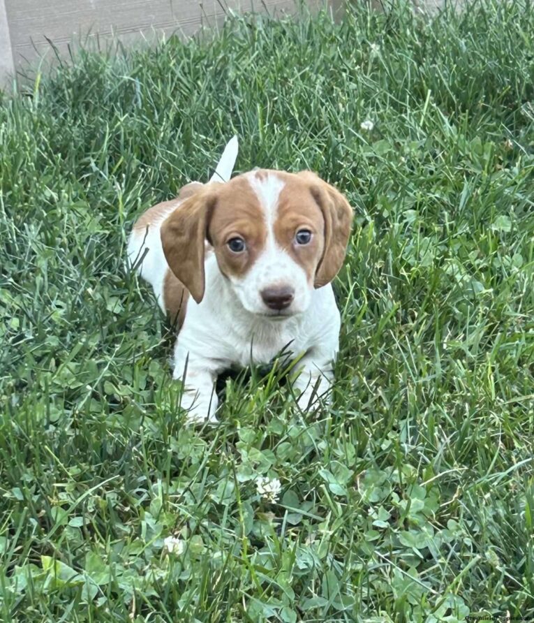 White dachshund puppies/white dachshund puppy