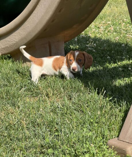 White dachshund puppies/white dachshund puppy