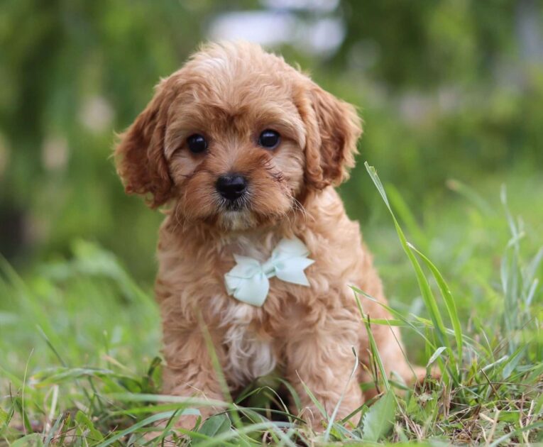 cavapoo puppies