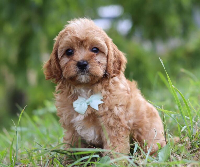 cavapoo puppies