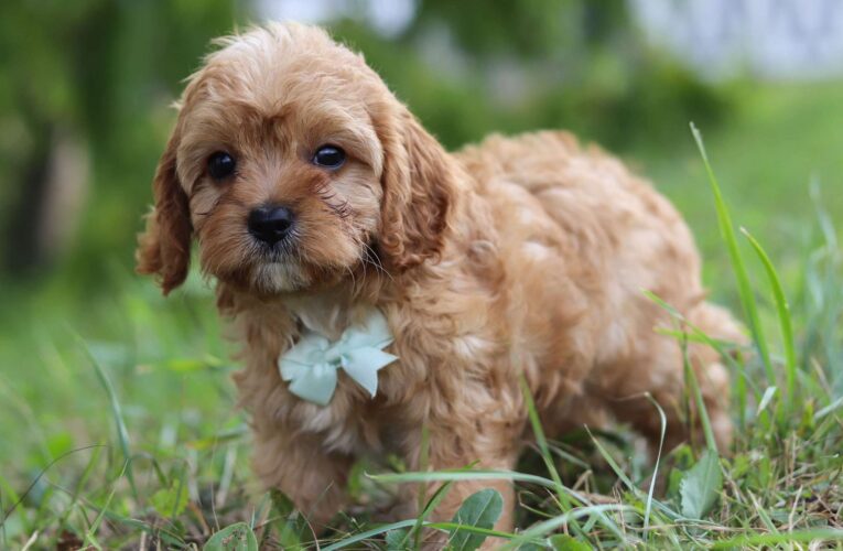 cavapoo puppies