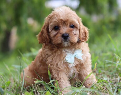 cavapoo puppies