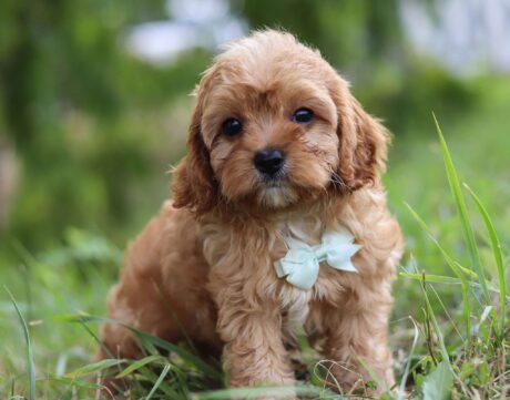 cavapoo puppies