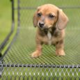 dachshund long hair/long haired dachshund/long haired dachshund