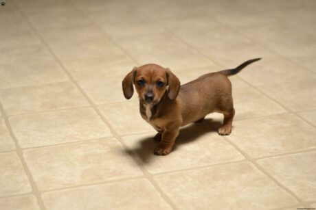 Dapple dachshund puppies/Miniature dapple dachshund puppies