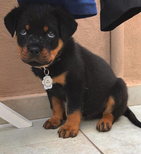 german rottweiler puppies for sale