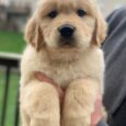 golden retriever puppies/rottweiler golden retriever mix