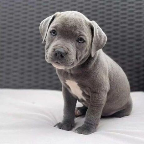 Merle pitbull/Merle pitbulls/Blue merle pitbull/Merle pitbull puppies