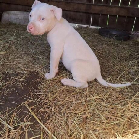 Pitbulls for sale/Pitbulls for sale near me/Pit bull puppies for sale
