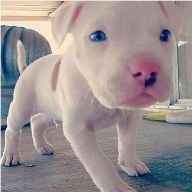 Pitbulls for sale/Pitbulls for sale near me/Pit bull puppies for sale