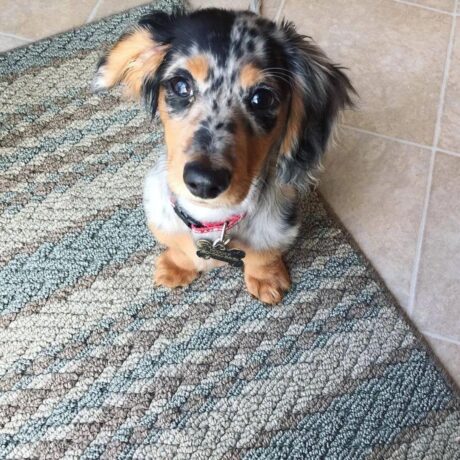 Cream long haired dachshund/Long haired dachshund