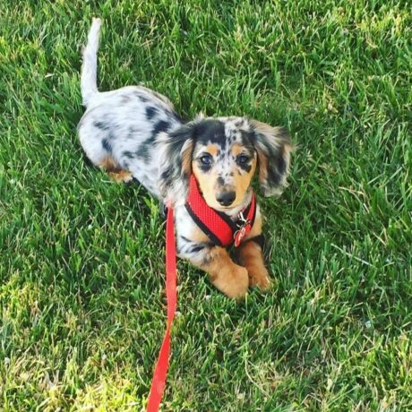 Cream long haired dachshund/Long haired dachshund