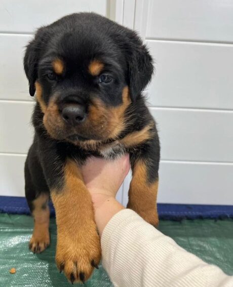 Long hair rottweiler/Long haired rottweiler/Rottweiler with long hair