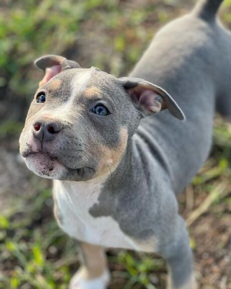 Bully pitbull for sale/Bully pitbull puppies for sale