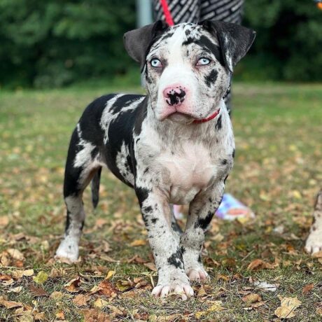 Pit bull puppy for sale/Pit bull puppy for sale near me