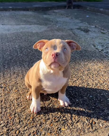 Pitbull puppies near me for sale/Puppy pitbulls for sale near me