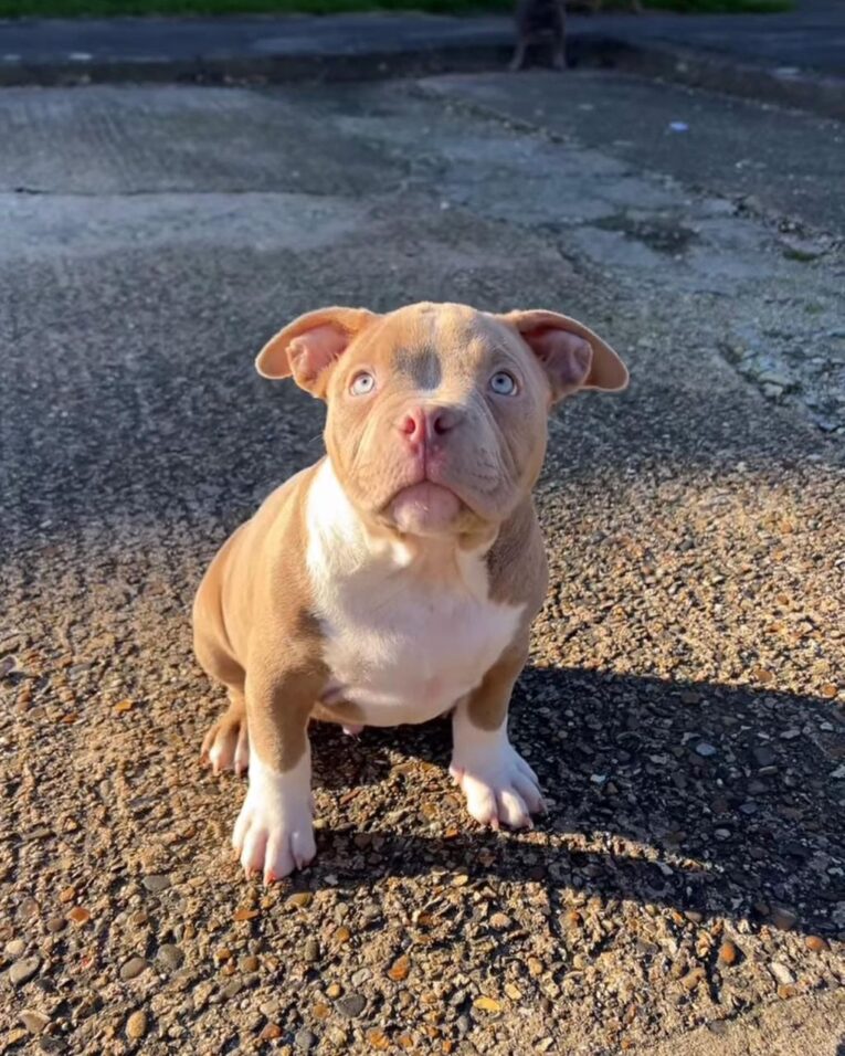 Pitbull puppies near me for sale/Puppy pitbulls for sale near me